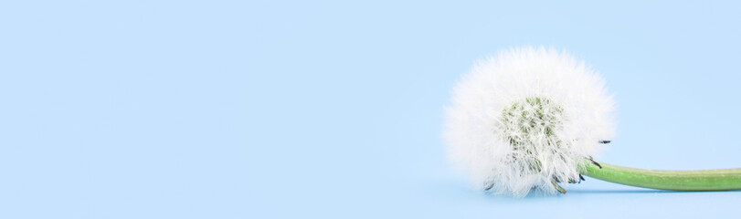 Dandelion is isolated on a blue background. Banner. Copy cpace