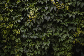 Green leaves natural background, bright green leaves of wild grape