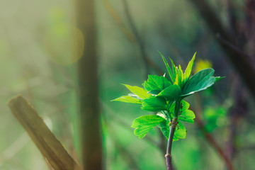 young leaves on branches on a sunset background