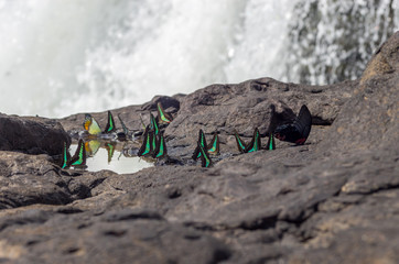 Photo of a collection of colourful butterflies at a watering place