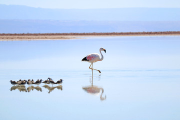 Closeup a Beautiful Flamingo with Group of Baby Birds of Andean Avocets in Chaxa Lagoon, Part of...