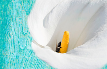 Aqua menthe old blue wooden background with white flower and bee in middle