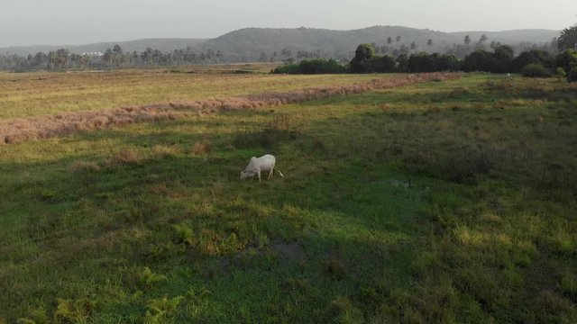 Animal world. A big white cow grazes in a meadow, eats green fresh grass.