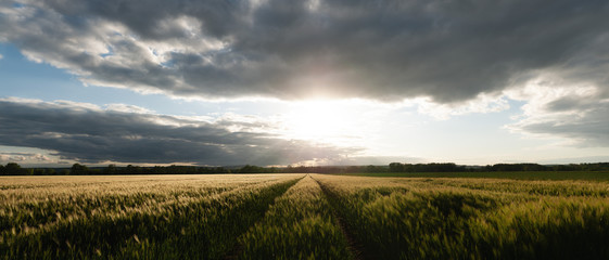 Weitl&auml;ufiges Gerstefeld im Gegenlicht mit Treckerspur