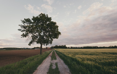 Baum in weitl&auml;ufiger Landschaft mit Feldweg