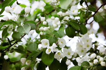 white flowers of apple tree close-up on a tree branch
