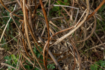 Close-up photograph of dry branches of a vine. Beige background