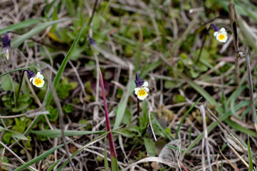Small flowers, similar to pansies, grow in green grass