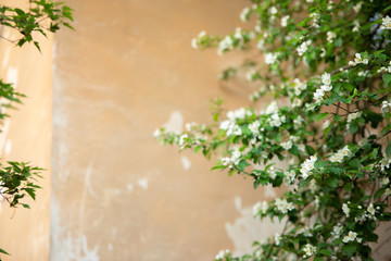 blossoming apple tree on the background wall of an orange house
