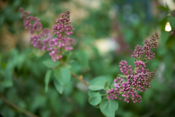 lilac branch on a beautiful green bush