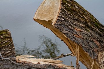 Part of a large, dry, broken tree that lies in dark water