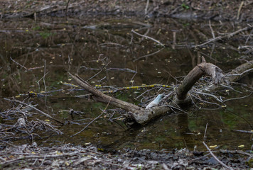 In the water, it is very polluted with garbage, dirty bottles and broken branches. Environmental pollution