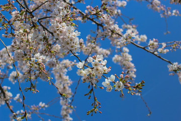 Obraz premium Kischblüten