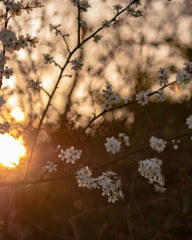 sunset à travers les fleurs blanche 