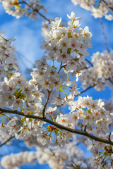 Kischblüten