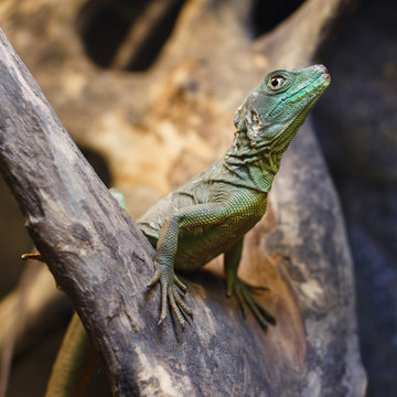 Basiliscus plumifrons, known as Green Basilisk Lizard. Basilisk lizard in a terrarium. Advertising space.