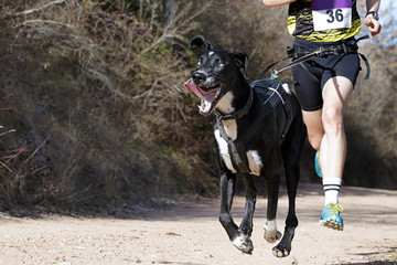 Dog and man taking part in a popular canicross race..