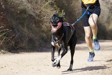 Dog and man taking part in a popular canicross race