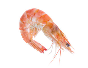 Shrimp isolated on the white background