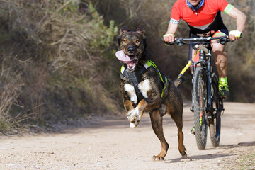 A dog and its musher taking part in a popular canicross with bicycle (bikejoring)