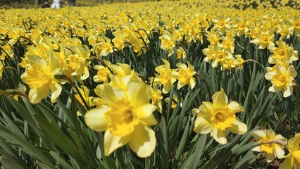 daffodils in spring