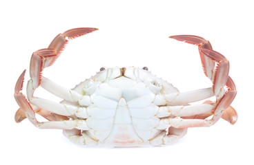 crab isolated on a white background