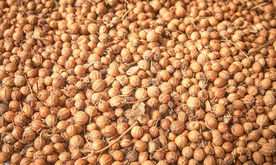 Background texture of coriander seeds.