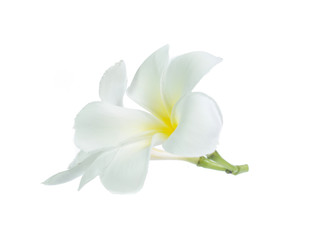 Naklejka na ściany i meble frangipani flower isolated on white on white background