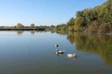 Schwäne auf dem Reinheimer Teich