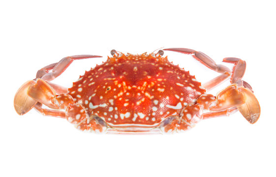 crab isolated on a white background