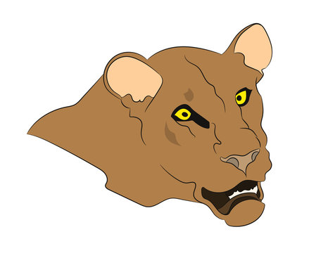 lioness portrait vector illustration, color drawing