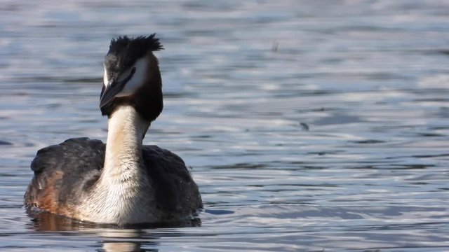 Haubentaucher&nbsp;(Podiceps cristatus) taucht
