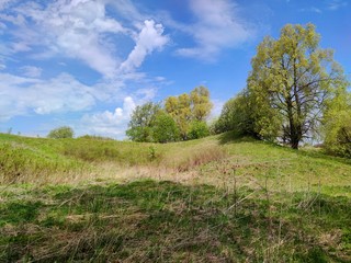 Fototapeta premium trees on a green hill against the blue sky with clouds on a sunny day