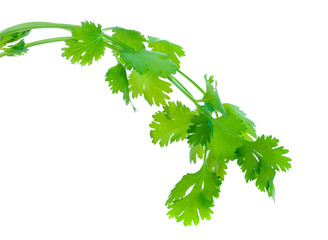 Bunch of fresh coriander leaves over white background