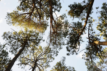 Low angle shot of the tops of pine trees.