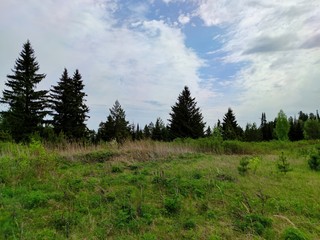 green meadow near the forest against a beautiful blue sky with clouds