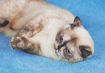 Fototapeta na wymiar Cute cat lying on a blue blanket