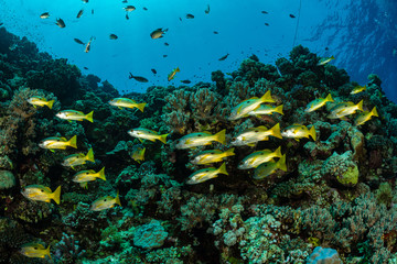 school of black and yellow longspot snapper fish