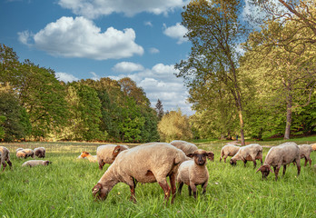 Obraz premium Schafherde auf der Weide