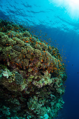 Fototapeta na wymiar typical Red Sea tropical reef with hard and soft coral surrounded by school of orange anthias