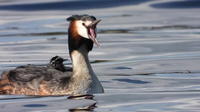Haubentaucher&nbsp;(Podiceps cristatus) mit Jungen