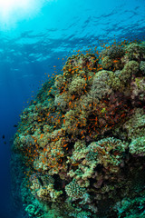 Naklejka na ściany i meble typical Red Sea tropical reef with hard and soft coral surrounded by school of orange anthias