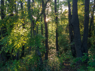 Deciduous forest with green trees lit by sunlight.