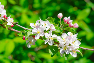 Obraz na płótnie Canvas spring apple-tree blossom