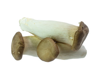 King Oyster mushrooms isolated on white background