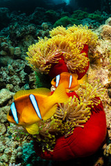 Fototapeta na wymiar two orangefin anemonefish fish in anemone