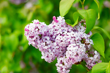 Lilac flowers spring blossom
