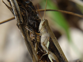 Brown Grasshopper camouflage with branches that have a similar color