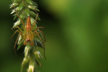 Close up photo of striped lynx spider (Oxyopes salticus) on the grass isolated with  blurred green background