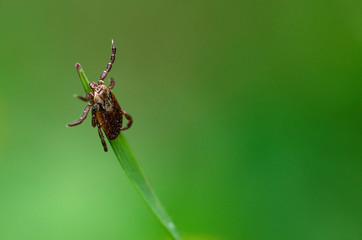 A dangerous tick waiting for you
